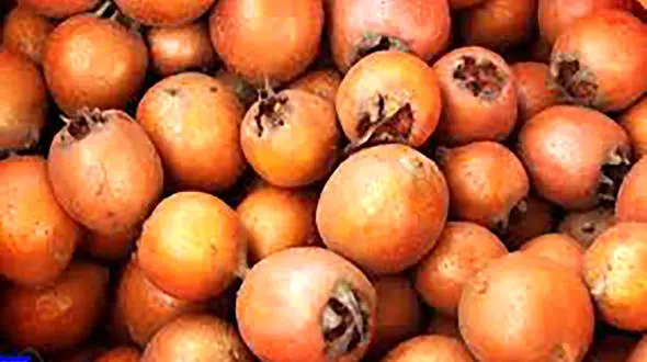 ویتامین ث بدن تان را با این میوه تامین کنید 