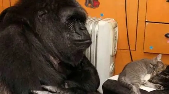 گوریل 44 ساله نابغه ای که با انسان ها حرف می زند+عکس