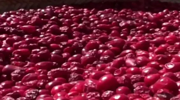 فیلم برداشت فلفل عنابی 