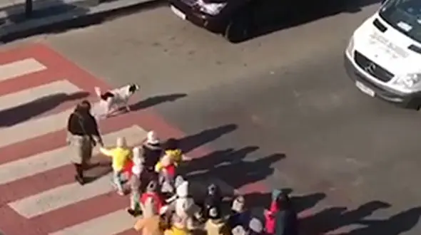 اقدام دیدنی یک سگ در خیابان شلوغ + فیلم / گرجستان