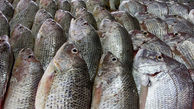 قیمت ماهی در بازار ثابت ماند