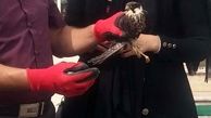 پرنده شکاری لیل از مرگ نجات یافت / در  آستانه اشرفیه رخ داد 