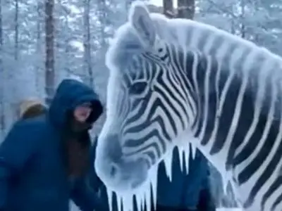 داستان گورخر قندیل زده؛ چگونه طبیعت و سامورایی ها معجزه آفریدند / فیلم