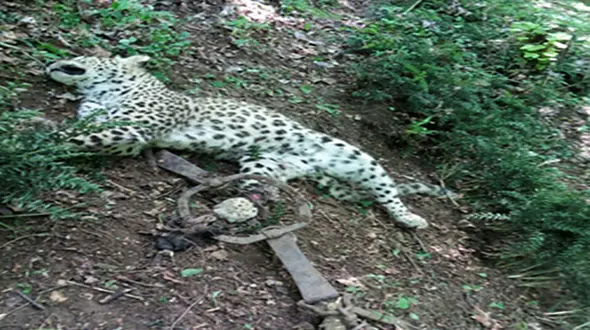 شلیک به پلنگ ایرانی گرفتار در دام چنگکی دامدار شمالی+ عکس های عجیب 