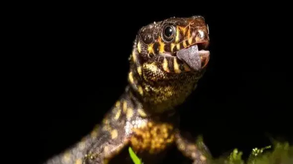 زنده ماندن سوسمار‌ها بعد از برخورد با شهاب‌ سنگ؛ راز بزرگ طبیعت