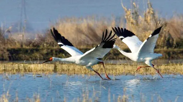 اولین فیلم از "رویا"بعد از کوچ "امید"/ درنای بلژیکی که همراه امید به سیبری نرفت