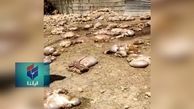 تلف شدن 100 راس گوسفند در شهرستان لالی بر اثر مسمومیت + فیلم