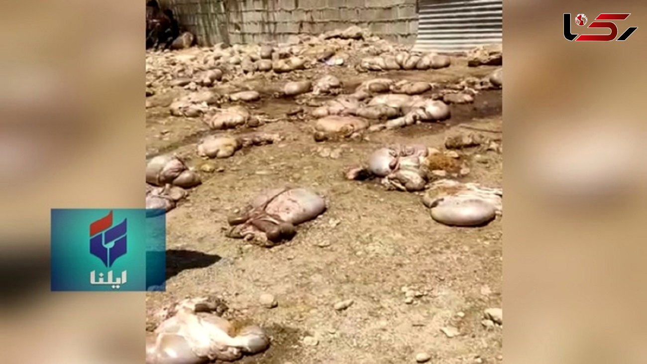 تلف شدن 100 راس گوسفند در شهرستان لالی بر اثر مسمومیت + فیلم