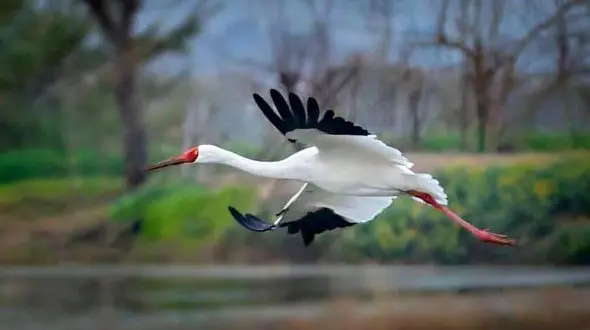 


"امید" تنهاترین پرنده دنیا به فیروزکنار رسید + فیلم 
