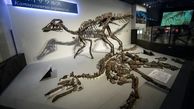 کشف خدای دایناسورهای ژاپنی + عکس