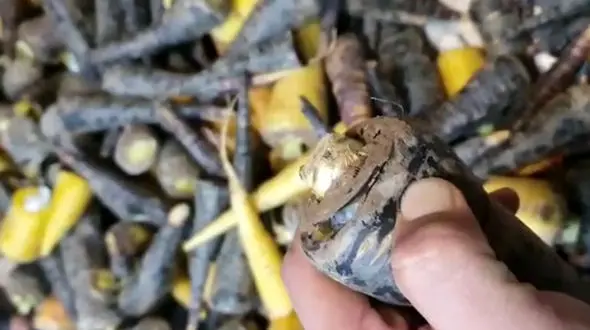 فیلم کشف هویج شیشه ای در ایران