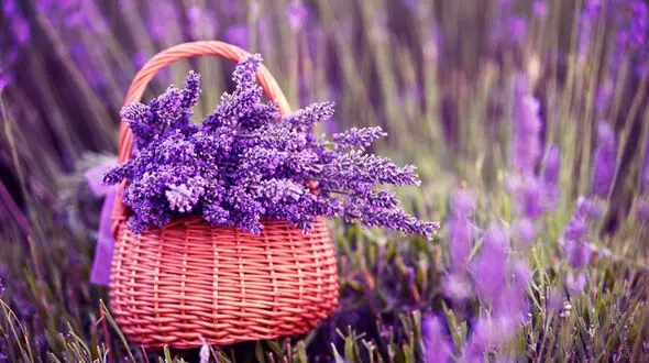 جاروی مغز به نام اسطوخودوس