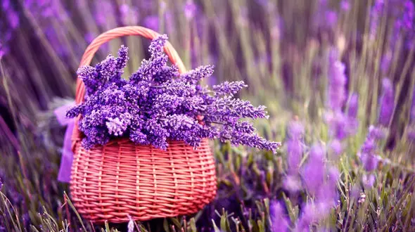 جاروی مغز به نام اسطوخودوس