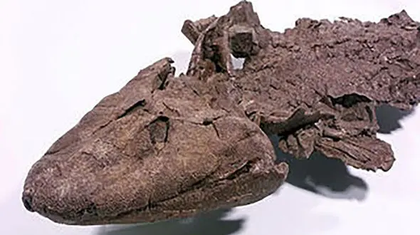  کشف فسیل سالم 112 میلیون ساله + عکس