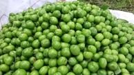 فراخوان سازمان مدیریت میادین شهرداری تهران به تولیدکنندگان گوجه سبز، گیلاس و آلبالو 