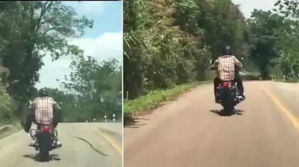 حمله مار به یک موتورسوار +فیلم و عکس