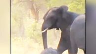 تلاش دسته جمعی یک گله فیل برای نجات بچه فیل نیمه جان + فیلم