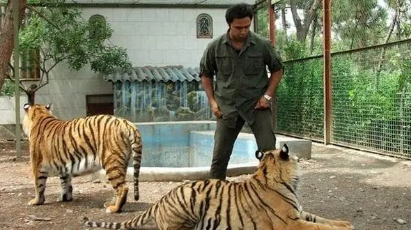 ماجرای 4 قلاده ببر پشت نیسان چه بود؟ 