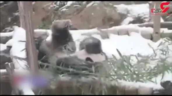 بازی خرس پاندا در برف و طوفان + فیلم