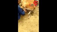 شکنجه وحشتناک گاو نر با ابزار چوبتراشی و چکش+فیلم