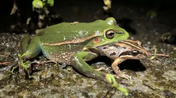 راز سروصدای زیاد قورباغه‌ های نر / صدای ماده‌ ها غرق در هیاهو