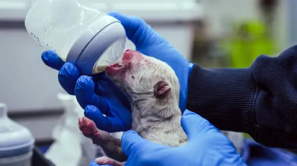 بازسازی ژنوم گرگ دایر برای تولید گونه های شبیه آن + جزئیات