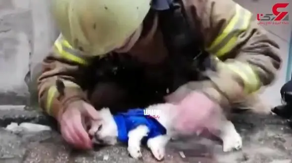 فیلمی زیبا  از احیا با روش دهان به دهان توسط آتش نشان مهربان