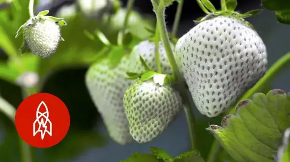 برداشت توت فرنگی سفید ژاپنی را ببینید / از گران ترین توت فرنگی ها + فیلم