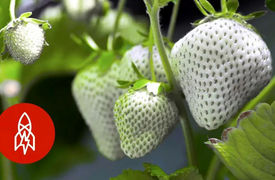 برداشت توت فرنگی سفید ژاپنی را ببینید / از گران ترین توت فرنگی ها + فیلم