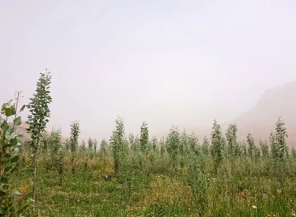 «هوای خفه» و «ریه های خاکی» در قلب ایران؛ تهاجم تازه گرد و غبار/  از زابل تا اصفهان در وضعیت هشدار
