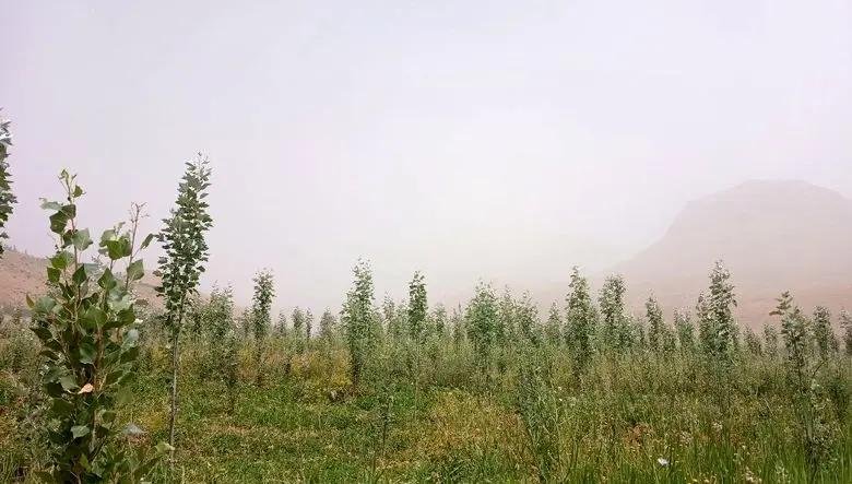 «هوای خفه» و «ریه های خاکی» در قلب ایران؛ تهاجم تازه گرد و غبار/  از زابل تا اصفهان در وضعیت هشدار
