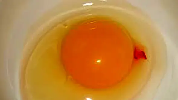 آیا لکه خون نشانه بیمار بودن مرغ است؟