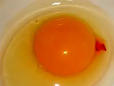 آیا لکه خون نشانه بیمار بودن مرغ است؟