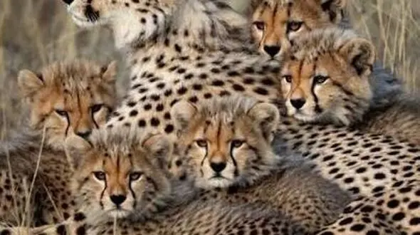 بقا در میاندشت؛ توله‌های «هلیا» از جدایی از مادر جان سالم به در بردند