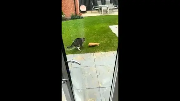 ببینید | بامزه ترین واکنش این حیوان خانگی نسبت به یک مجسمه 