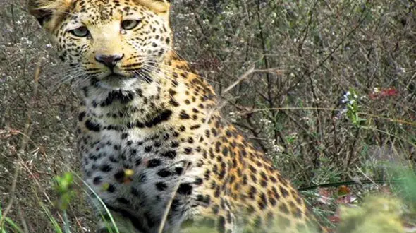 بررسی واقعیت یا دروغ یک عکس حاشیه‌ساز/ پلنگی که جعلی از آب در آمد!