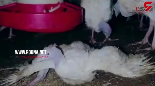 فروش بوقلمون های بیمار به رستوران ها+فیلم