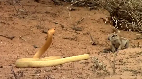 ایستادگی حیرت انگیز سنجاب شجاع مقابل مار کبرا + فیلم