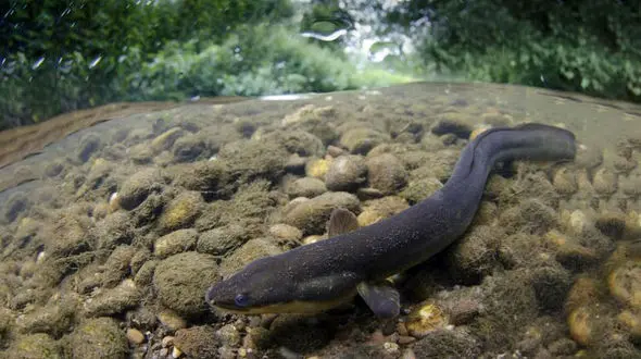 اعتیاد ماهی‌های رودخانه تایمز به کوکائین