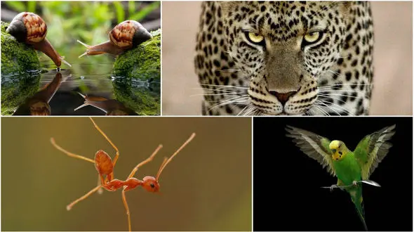 شکار لحظه ها از حیوانات مختلف در ژست های دیدنی و خنده دار +گالری عکس