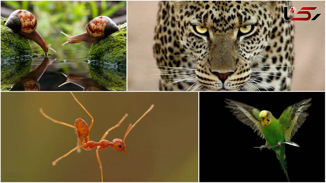 شکار لحظه ها از حیوانات مختلف در ژست های دیدنی و خنده دار +گالری عکس
