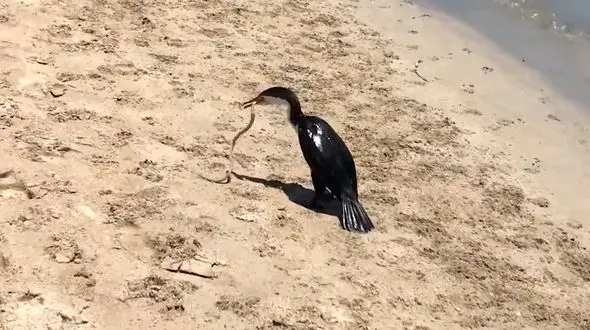 تلاش های نافرجام یک مار برای رهایی از منقار یک پرنده + فیلم