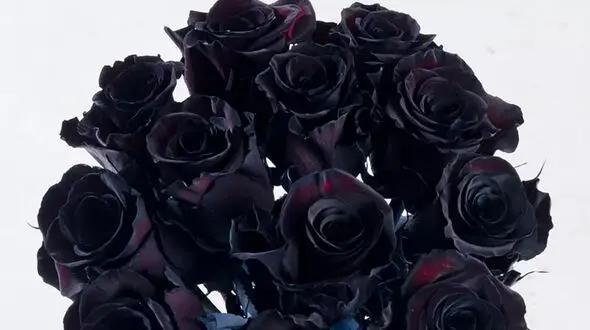 سرنوشت سیاه عروس مشهدی / داماد بی معرفت اشک همه را در آورد!