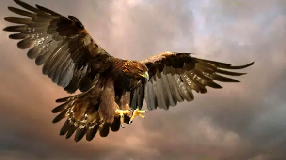 لحظه بی نظیر  شکار عقاب‌ها را در این فیلم ببینید 