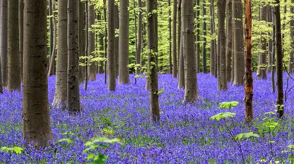 سفری شگفت انگیز به یک جنگل آبی در بلژیک + تصاویر 