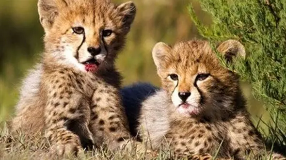 نجات توله‌ پلنگ‌ های نادر توسط چوپان فداکار در کازرون + فیلم زیبا