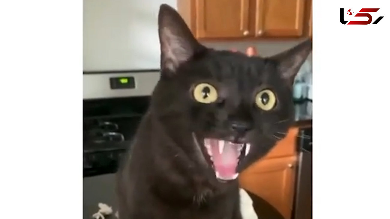 خشم این گربه از چیست؟