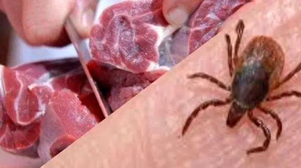 شناسایی بیمار مبتلا به تب کریمه کنگو در اردبیل/ مردم گوشت را از مراکز معتبر خریداری کنند