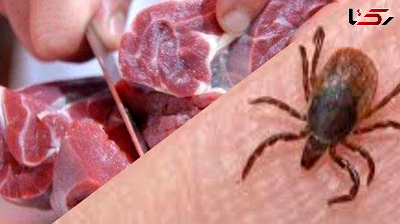 شناسایی بیمار مبتلا به تب کریمه کنگو در اردبیل/ مردم گوشت را از مراکز معتبر خریداری کنند