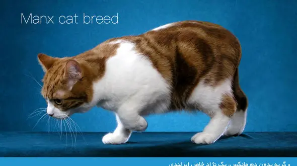 گربه بدون دم؛ یک نژاد خاص ایرلندی